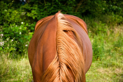 Close-up of a horse on field