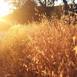 Plants growing on field