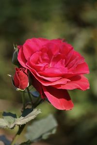 Close-up of red rose