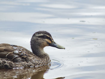Close-up of duck swimming in lake