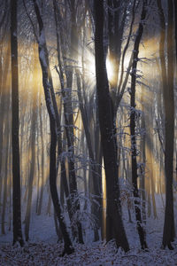 Trees in forest during winter