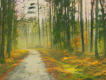 Trees in forest