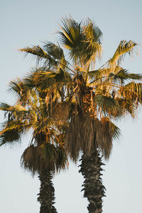 Low angle view of coconut palm tree against clear sky