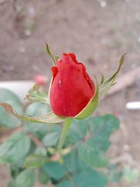 Close-up of red rose bud