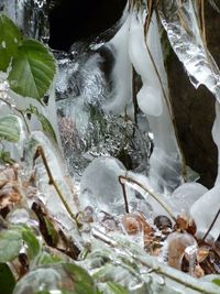 Close-up of ice on plants