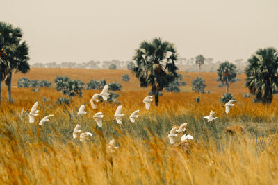 Flock of birds on field against sky