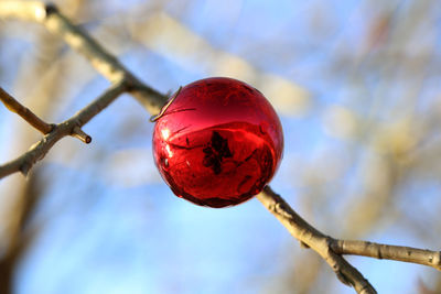 1804, hamburg, christmas dekoration on public trees near the river elbe