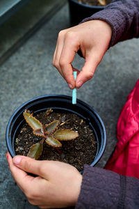Cropped hand of person planting potted plant