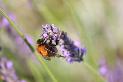 Close-up of honey bee pollinating on purple flower