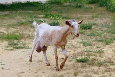Goat walking on field
