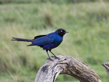 Close-up of bird perching on wood