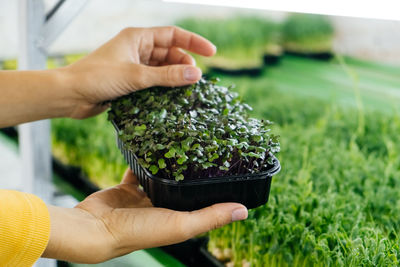 Woman holding box with microgreen, small business indoor vertical farm. close-up fresh food. 