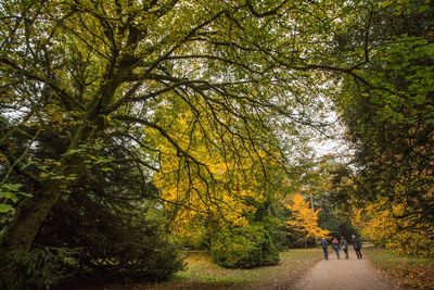 People walking on footpath in forest