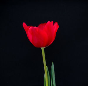 Close-up of red tulip against black background