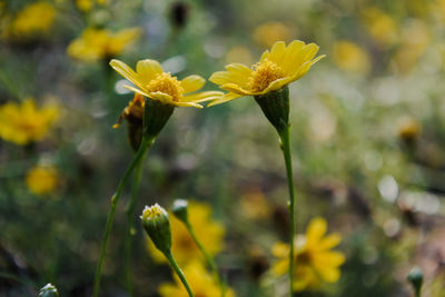 Close-up of yellow flowering plant on field