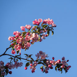 Low angle view of cherry blossoms against blue sky