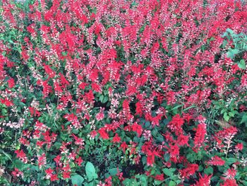 High angle view of pink flowers in park