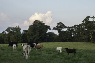 Cows on field against sky