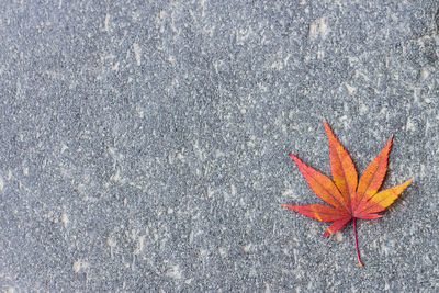 High angle view of orange maple leaves on concrete wall