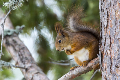 Close-up of squirrel on tree