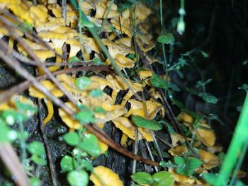 Close-up of mushrooms growing on tree during autumn