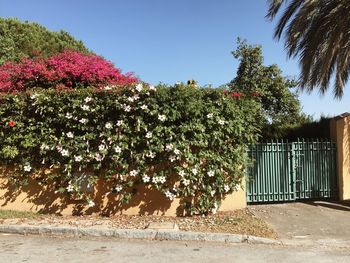 Flower trees