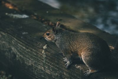 High angle view of squirrel on wood