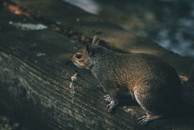 Close-up of squirrel on wood