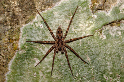 Close-up of spider on moss covered rock