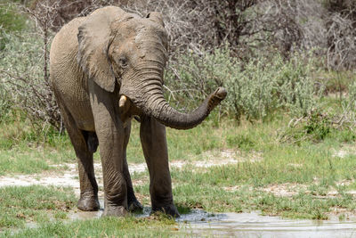 Elephant standing in a forest