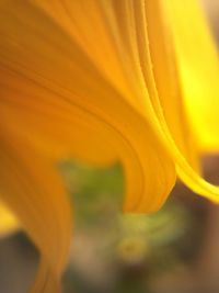 Close-up of yellow flower