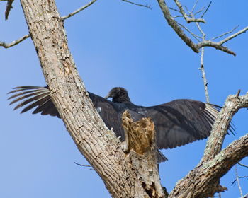 Low angle view of eagle perching on tree