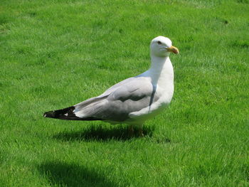 Side view of seagull on grass
