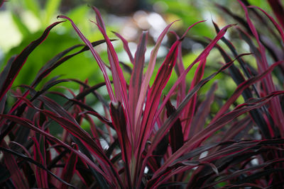 Close-up of red flowering plant