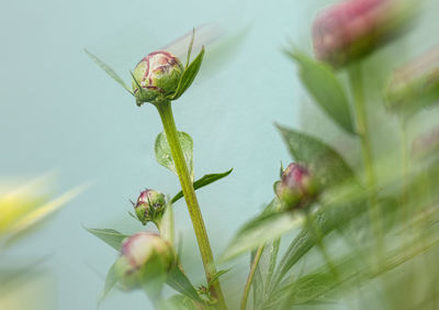 Close-up of flower growing on plant