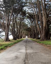 Road amidst trees in forest