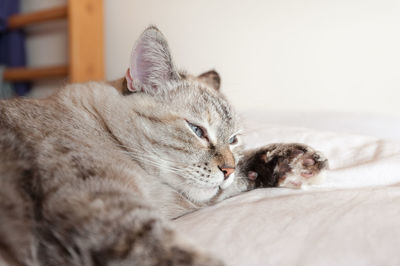 Cat sleeping on bed