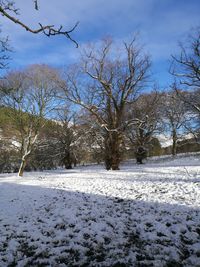 Trees on snow against sky