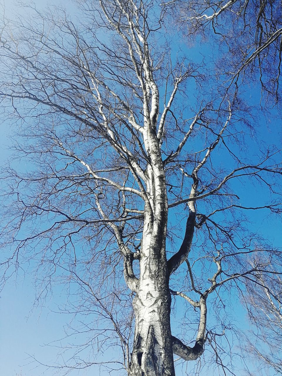 tree, bare tree, sky, branch, low angle view, plant, tranquility, nature, tree trunk, trunk, blue, beauty in nature, no people, day, outdoors, scenics - nature, clear sky, dead plant, growth, winter, tree canopy