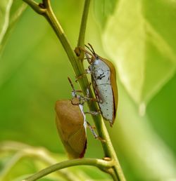 Mating rituals of the stink bugs