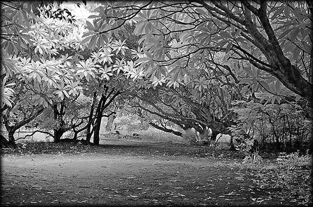 bare tree, tree, tranquility, the way forward, branch, tranquil scene, nature, season, winter, scenics, beauty in nature, weather, cold temperature, landscape, snow, diminishing perspective, non-urban scene, day, outdoors, no people