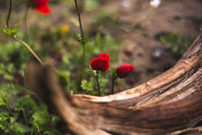 Close-up of red berries on plant