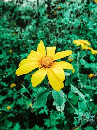 Close-up of yellow flower blooming on field