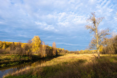 Trees on field against sky