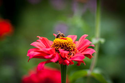 Close-up of honey bee on pink flower