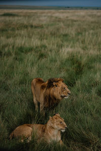 animal