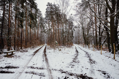 Fork in the forest in a winter landscape