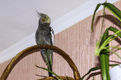 Close-up of bird perching on wood