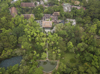 High angle view of trees by plants