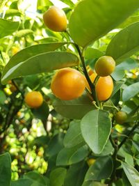 Fruits growing on tree